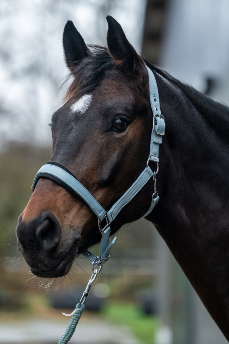 Kantar HKM Catherin błękitny Pony