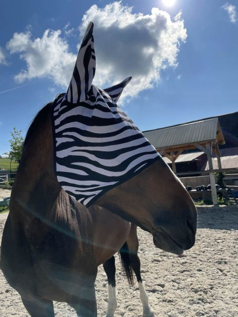 Moskitiera Start Zebra Pony