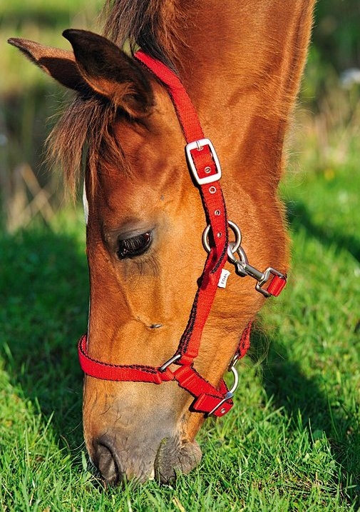 Kantar FP Baby czerwony Foal