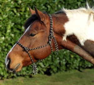 Kantar sznurkowy HKM czarny-beż Pony